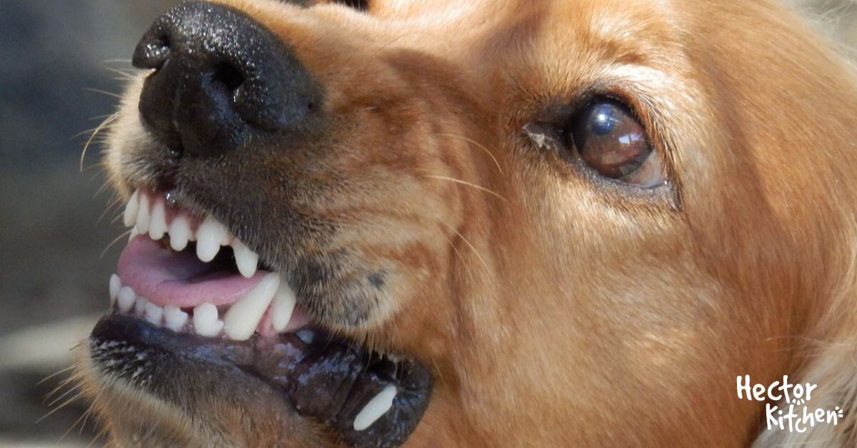 Morsure de chien Nos conseils pour agir vite